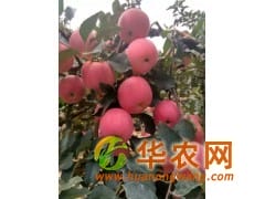 山東紅富士蘋果大量采摘價(jià)格